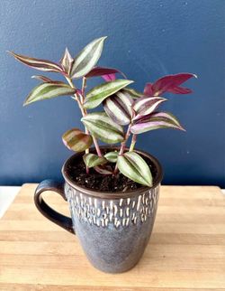 Tradescantia Zebrina Inch Plant in Ceramic Mug