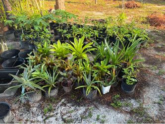 Garden plants