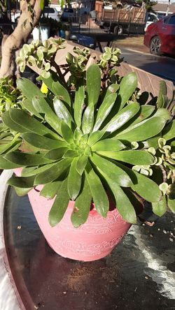 Maceta con siculentas naturales