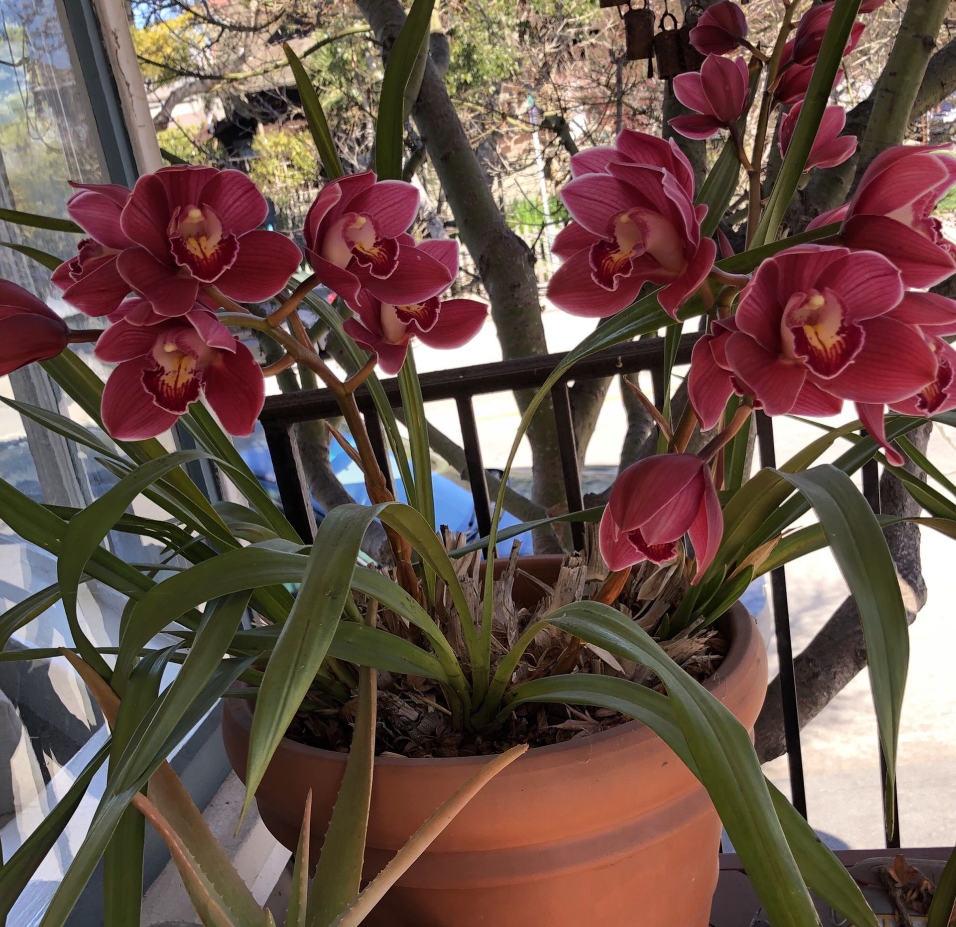 Large Cymbidium Orchid