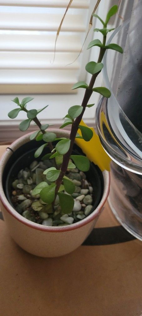 Jade Plant