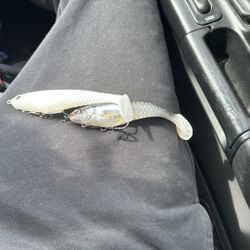 berkeley gill shad swim bait