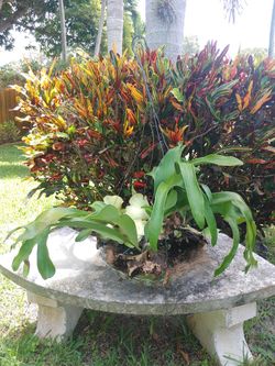 Stag horn fern plants $50 each