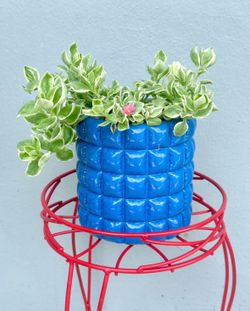 Baby Sun Rose Plant For Sale🪴 Please Read Description
