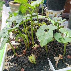 Green Beans Bean 