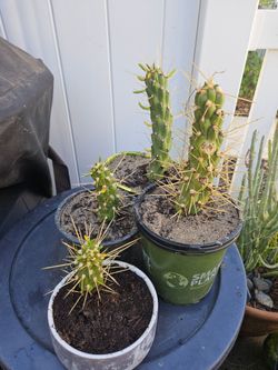 Eve's Needle Cactus