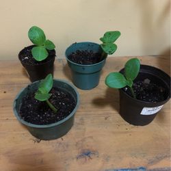 Antique Pumpkin Sprouts 