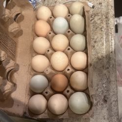 Fresh Eggs 