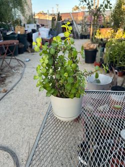Jade plant 🪴