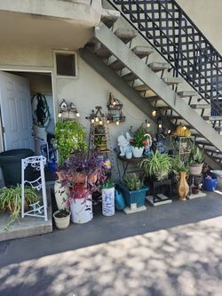 Big plant sale ! Open now till 730pm !