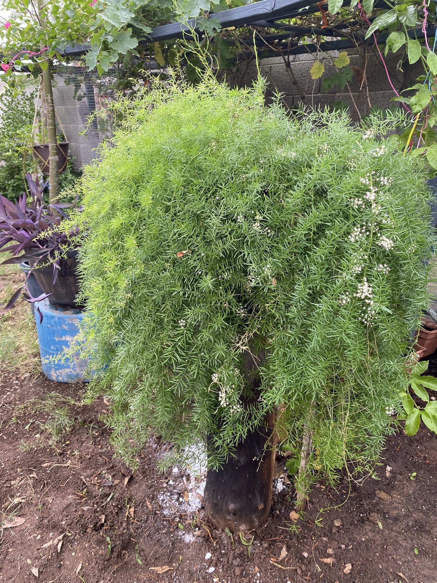 Planta De Helechos