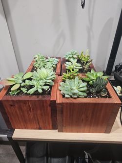 Succulent Arrangement Boxes