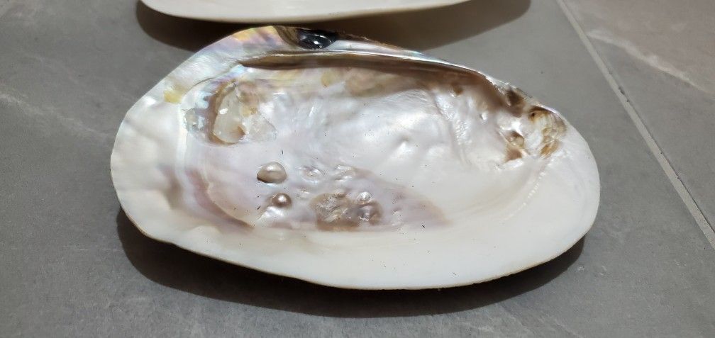 Sea Shells With PEARLS