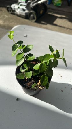 Hoya Cumingiana Plant