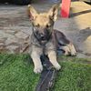 Dog Training 101