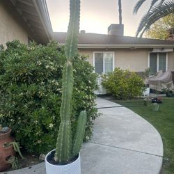Cactus Plant