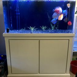 90 Gallon Acrylic Fish Tank Aquarium With White Wooden Stand