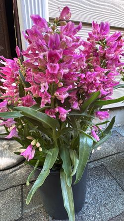 Penstemon (Beardtongue) – Mountain Treats™ Series 🌸