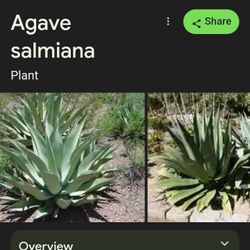 Agave Salmiana Plant