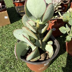 Crassula arborescens 'Silver Dollar'