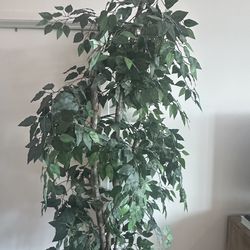 Fake Plant $50