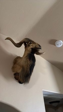 Ram head