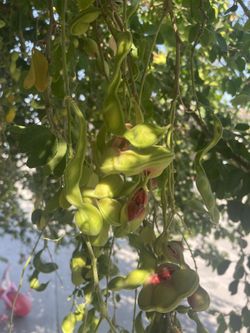 Guamuchiles