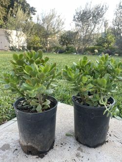 1 Gallon Jade Succulents 