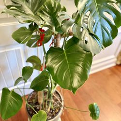 Floor Size Large Monstera Pot (+4-5 Feet Tall)