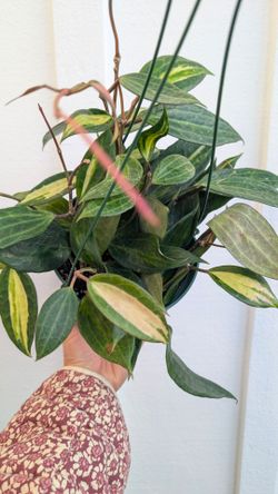 Hoya Macrophylla Inner Variegated Pot of Gold Plant 6" Pot - Indoor House Plants