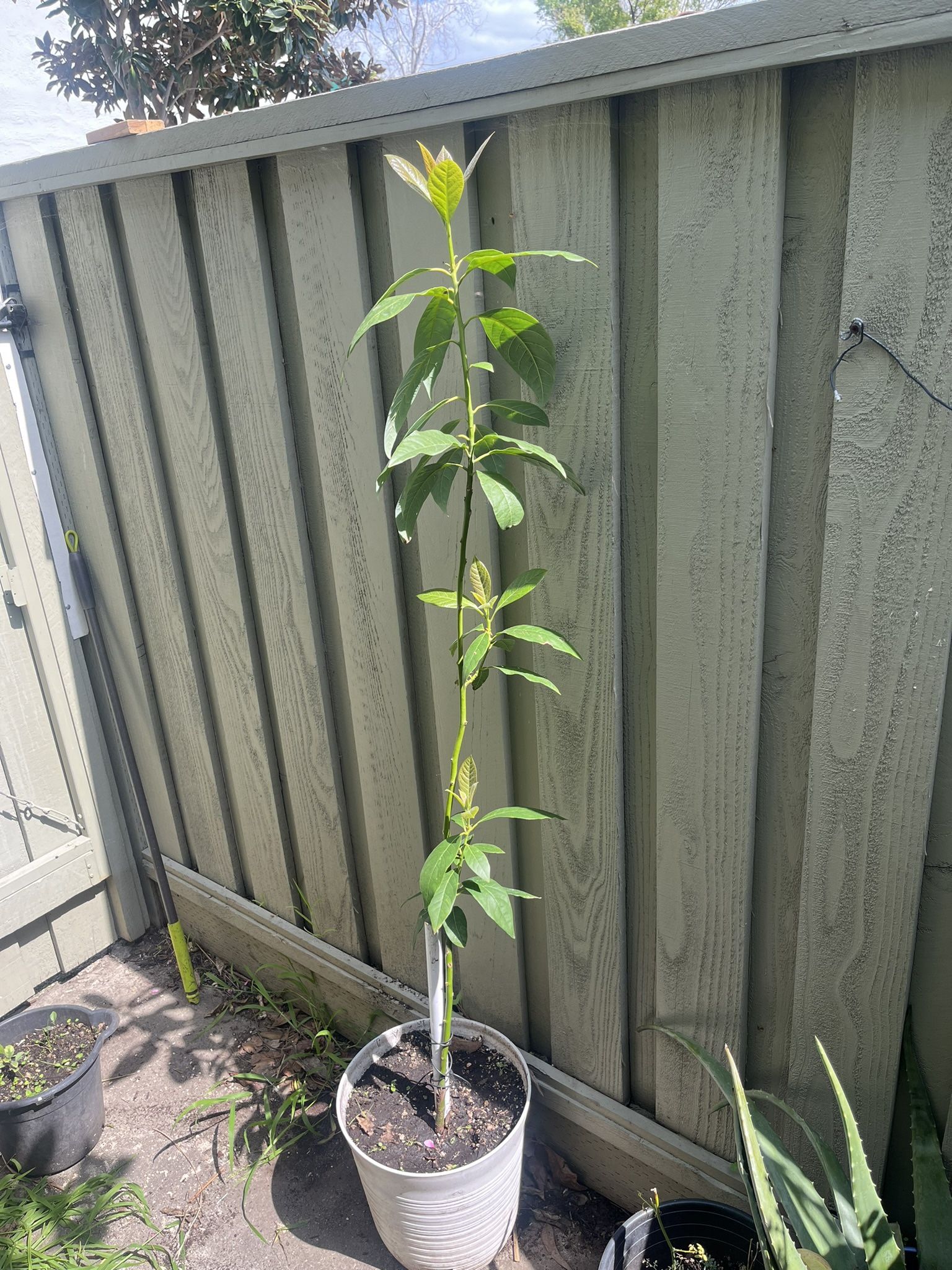 Avocado Tree 6feet Height (hass)