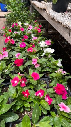 Vincas