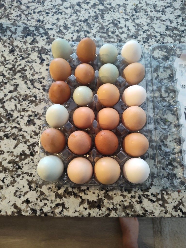 Pasture Free Organic Eggs 🍳 Fertile Ready To Incubate Also Have Chickie's