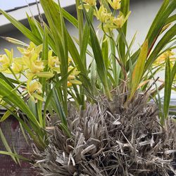 Cymbidium Orchid Sales