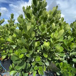 Clucias  de   25   Gl,