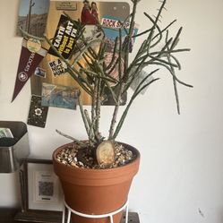 Free Cactus And Pot 