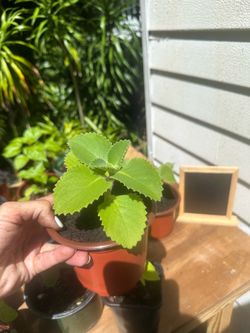 Cuban Oregano Plant – Orégano Cubano – Live Herb Plant