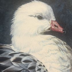Beautiful framed wildlife art print by wildlife artist Jocelyn Beatty featuring a detailed portrait of a Ross goose