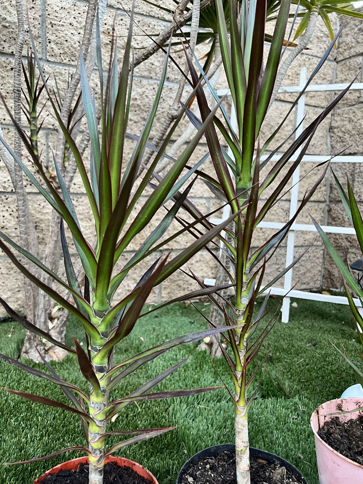 Dracaena Plants