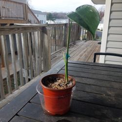 Monstera Starter W New Growth