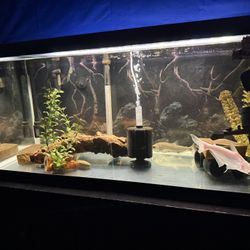 Fish Tank 