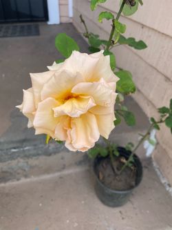 Orange Rose Plant