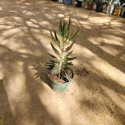 Devil's Backbone/Mother Of Thousands