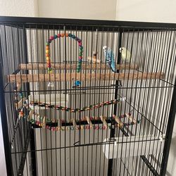 Lovebirds with cage
