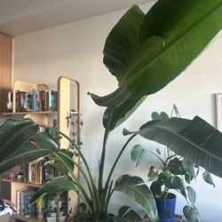 9 Foot Tall Bird of Paradise