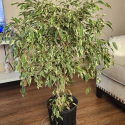 $70 FICUS BENJAMINA VARIEGATED 🌿41" tall