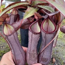 Rare Nepenthes Rebecca Soper In 4” Pot First Pic Is When Mature 