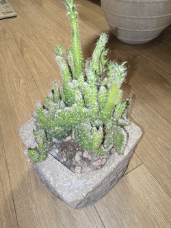 Crested Eves Needle Cactus