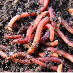 Red Wigglers