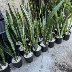 Full grown snake plants on sale